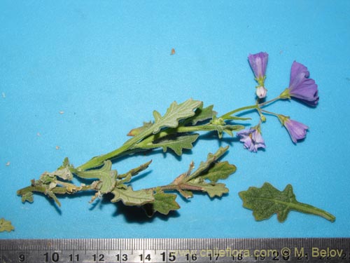 Image of Solanum pulchellum (). Click to enlarge parts of image.