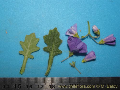 Bild von Solanum pulchellum (). Klicken Sie, um den Ausschnitt zu vergrössern.