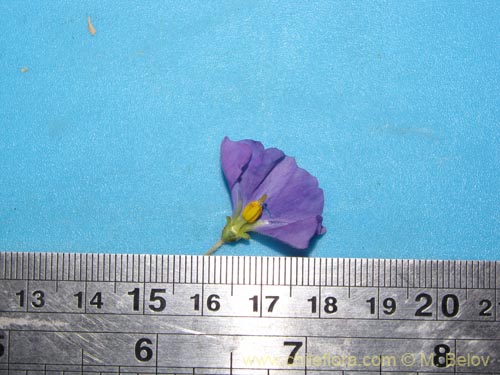 Imágen de Solanum pulchellum (). Haga un clic para aumentar parte de imágen.