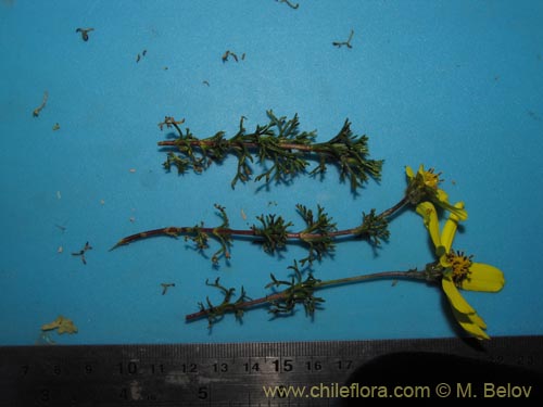 Coreopsis suaveolensの写真