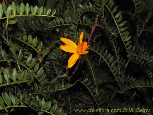 Mutisia acuminata의 사진