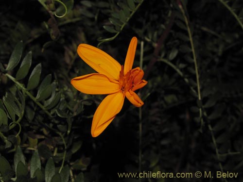 Bild von Mutisia acuminata (). Klicken Sie, um den Ausschnitt zu vergrössern.