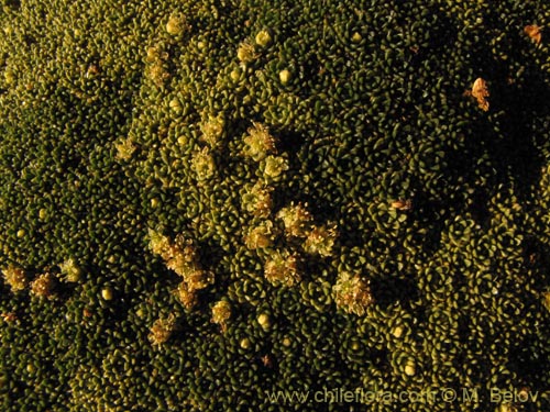 Image of Azorella compacta (). Click to enlarge parts of image.