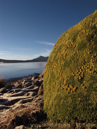 Image of Azorella compacta (). Click to enlarge parts of image.