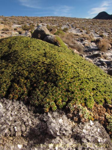 Imágen de Azorella compacta (). Haga un clic para aumentar parte de imágen.