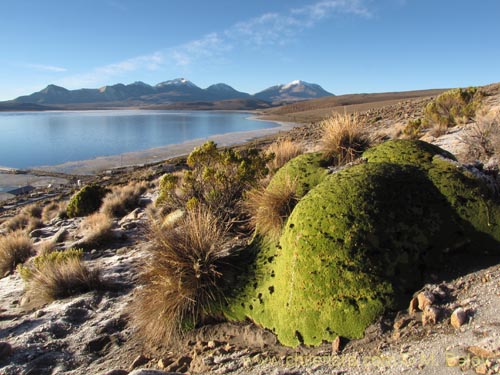 Imágen de Azorella compacta (). Haga un clic para aumentar parte de imágen.