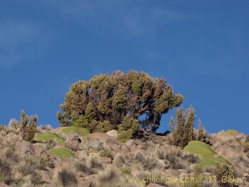 Imágen de Polylepis tarapacana (). Haga un clic para aumentar parte de imágen.