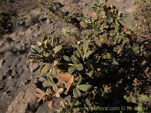 Imágen de Polylepis tarapacana (). Haga un clic para aumentar parte de imágen.