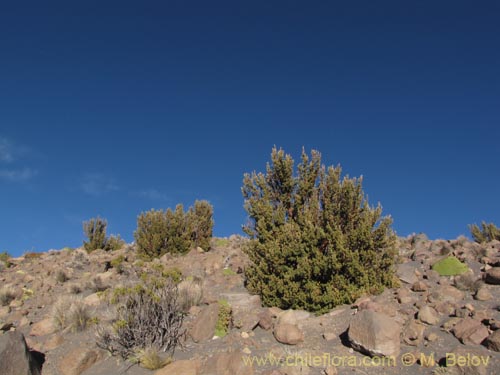 Imágen de Polylepis tarapacana (). Haga un clic para aumentar parte de imágen.