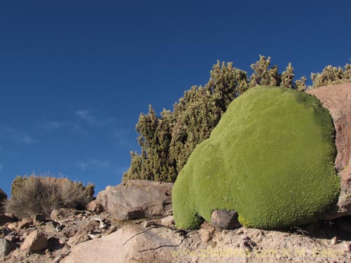 Image of Azorella compacta (). Click to enlarge parts of image.