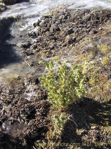 Image of Senecio sp. #2012 (). Click to enlarge parts of image.