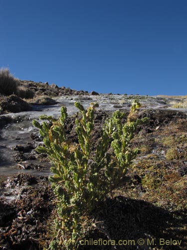 Senecio sp. #2012的照片