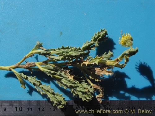 Image of Senecio sp. #2012 (). Click to enlarge parts of image.