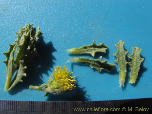 Image of Senecio sp. #2012 (). Click to enlarge parts of image.