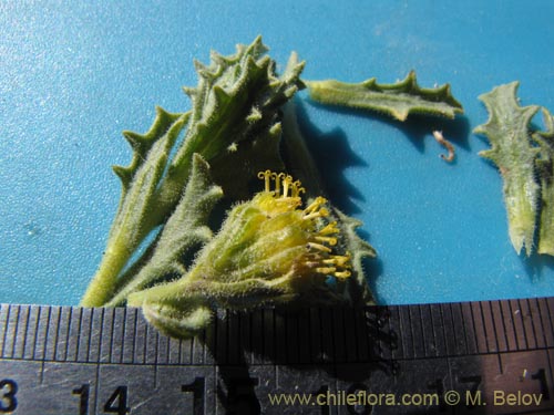 Image of Senecio sp. #2012 (). Click to enlarge parts of image.