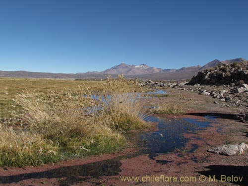 Imágen de Deyeuxia sp. #2101 (). Haga un clic para aumentar parte de imágen.