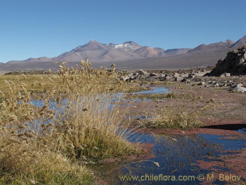 Imágen de Deyeuxia sp. #2101 (). Haga un clic para aumentar parte de imágen.