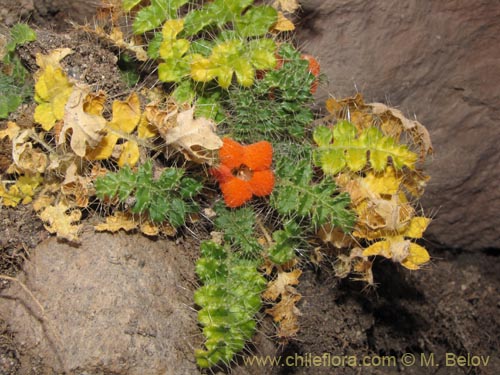 Image of Caiophora rosulata (). Click to enlarge parts of image.