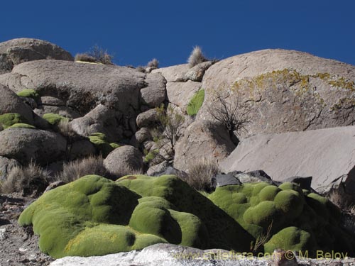 Image of Azorella compacta (). Click to enlarge parts of image.