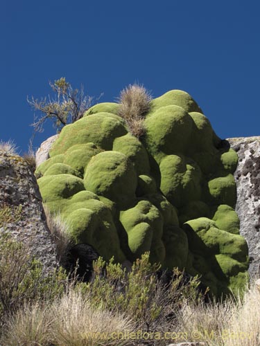 Image of Azorella compacta (). Click to enlarge parts of image.