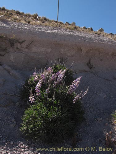 Image of Lupinus oreophilis (). Click to enlarge parts of image.