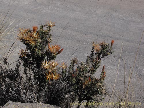 Фотография Chuquiraga spinosa subsp. rotundifolia (). Щелкните, чтобы увеличить вырез.