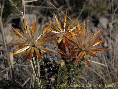 Chuquiraga spinosa subsp. rotundifoliaの写真