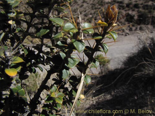 Image of Chuquiraga spinosa subsp. rotundifolia (). Click to enlarge parts of image.