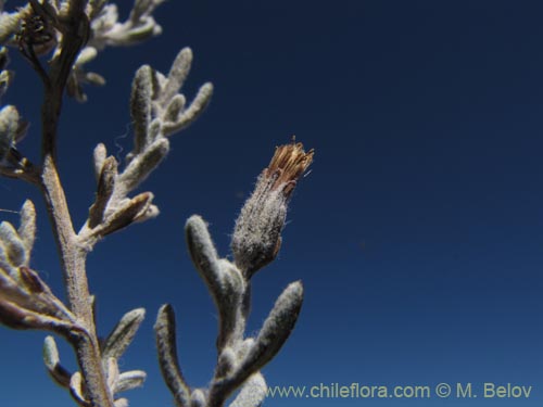 Image of Asteraceae sp. #2011 (). Click to enlarge parts of image.