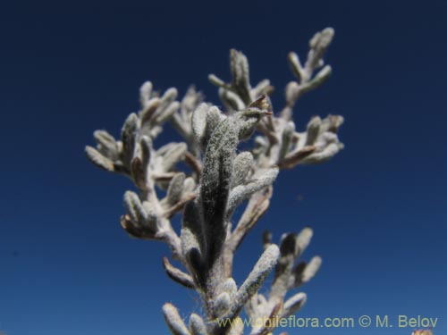 Imágen de Asteraceae sp. #2011 (). Haga un clic para aumentar parte de imágen.