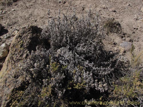 Imágen de Asteraceae sp. #2011 (). Haga un clic para aumentar parte de imágen.