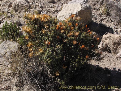 Bild von Chuquiraga spinosa subsp. rotundifolia (). Klicken Sie, um den Ausschnitt zu vergrössern.