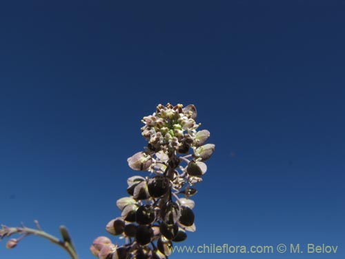 Image of Brassicaceae sp. #2010 (). Click to enlarge parts of image.