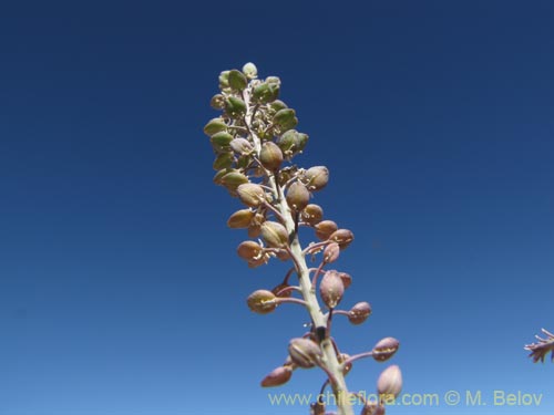 Brassicaceae sp. #2010の写真