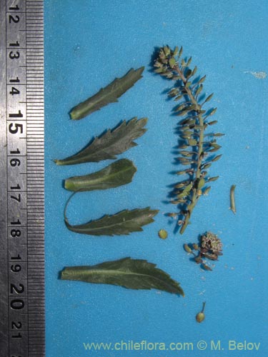 Image of Brassicaceae sp. #2010 (). Click to enlarge parts of image.