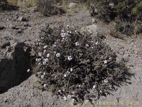 Image of Verbenaceae sp. #2066 (). Click to enlarge parts of image.