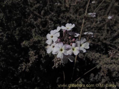 Imágen de Verbenaceae sp. #2066 (). Haga un clic para aumentar parte de imágen.