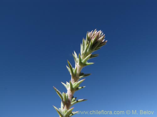 Bild von Verbenaceae sp. #2066 (). Klicken Sie, um den Ausschnitt zu vergrössern.