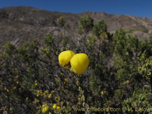 Image of Calceolaria inamoena (). Click to enlarge parts of image.