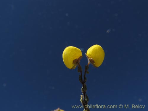 Bild von Calceolaria inamoena (). Klicken Sie, um den Ausschnitt zu vergrössern.