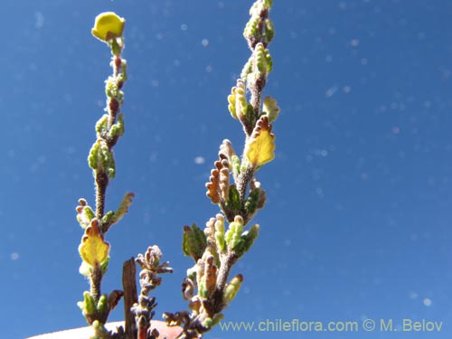 Image of Calceolaria inamoena (). Click to enlarge parts of image.