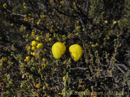 Calceolaria inamoena的照片