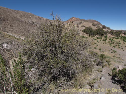 Imágen de Dunalia spinosa (). Haga un clic para aumentar parte de imágen.