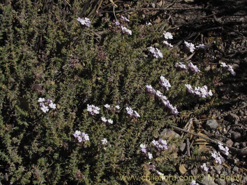 Verbenaceae sp. #2066의 사진