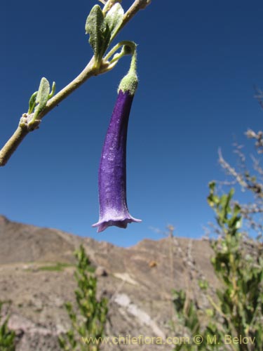 Imágen de Dunalia spinosa (). Haga un clic para aumentar parte de imágen.