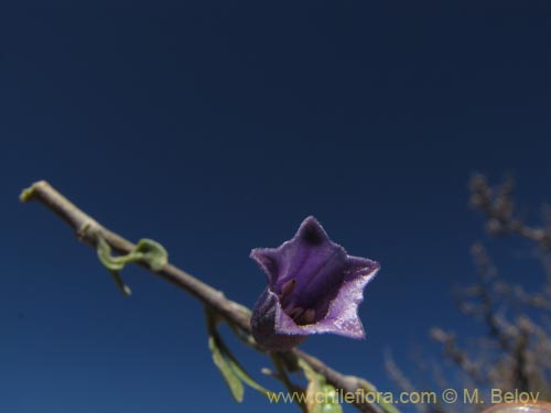 Imágen de Dunalia spinosa (). Haga un clic para aumentar parte de imágen.