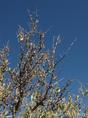 Imágen de Dunalia spinosa (). Haga un clic para aumentar parte de imágen.