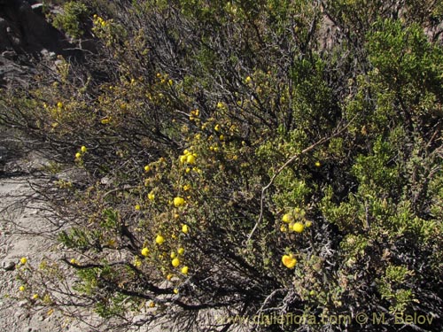 Image of Calceolaria inamoena (). Click to enlarge parts of image.