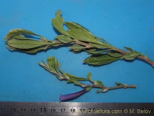 Dunalia spinosaの写真