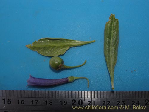 Image of Dunalia spinosa (). Click to enlarge parts of image.